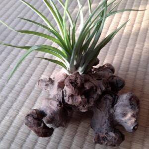 Soporte vegetal para tillandsia