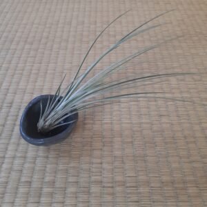 Soporte vegetal grande  para tillandsia