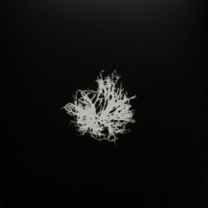 Alga